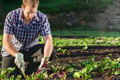 A man dressed in a checkered shirt and dark trousers is kneeling in a cultivated garden bed, harvesting or inspecting leafy vegetables that have dark green and purple-toned leaves. He is wearing gardening gloves and is surrounded by neatly arranged rows of soil beds with small, evenly spaced plants, possibly lettuce or similar leafy greens. The garden is outdoors, with a lush green background of trees or shrubbery, and the sunlight indicates a bright, clear day. The scene exemplifies productive gardening or organic cultivation and aligns with professional landscaping or garden maintenance services in the Seven Sisters area, contributing to outdoor environment improvement and sustainable planting practices.