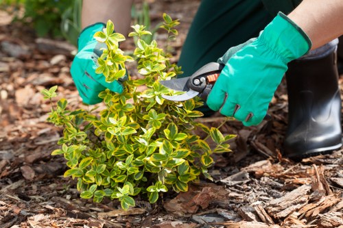 A person wearing green gardening gloves and black waterproof boots is trimming a small, dense shrub with yellow and green variegated leaves in a garden bed. The garden features rich, dark soil covered with a layer of mulch made of wood chips. In the background, there is a well-maintained lawn with vibrant green grass, and a curved flower bed border is visible along the edge of the lawn. The scene is lit by natural daylight with soft shadows, indicating fair weather, and appears to be part of a landscaped outdoor space typical of gardens in the Seven Sisters area, where garden maintenance services by Landscapers Seven Sisters are frequently provided. The garden structure emphasizes a neat, organized layout with flowering or foliage plants arranged to enhance aesthetic appeal, reflecting careful landscaping and planting work suitable for garden makeovers or ongoing maintenance.