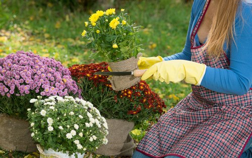 A woman in a blue long-sleeved top and a red checkered apron, wearing yellow gardening gloves, is working outdoors in a garden with a variety of flowering plants. She is holding a small gardening trowel and tending to a potted yellow daisy plant, with her focus on the flower bed. The garden features a vibrant display of chrysanthemums in shades of purple and white, arranged in pots and directly in the soil. The surroundings include a lush green lawn with grass that appears well-maintained, and a background of blurred greenery and trees, suggesting a landscaped backyard. The natural lighting indicates a bright, possibly slightly overcast day, providing soft illumination. This scene reflects outdoor gardening activities typical of a local garden maintenance schedule, with an emphasis on flower bed creation and plant care, as would be offered by Landscapers Seven Sisters in the local area near SE or N postcode.