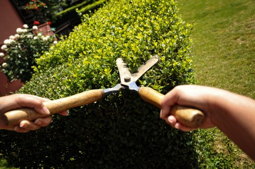 The image shows two individuals pruning a dense, neatly trimmed hedge in a garden. One person holds a pair of hedge shears with wooden handles, positioning them to cut the leafy branches, while the other stabilizes the hedge with their hand. The hedge comprises small, bright green leaves and is part of a landscaped outdoor space typical of suburban gardens in the Seven Sisters area. Behind the hedge, a well-maintained lawn with lush, evenly cut grass extends across the garden, reflecting professional lawn care. In the background, there are other flowering plants and shrubs, suggesting a garden that is regularly maintained and landscaped. The weather appears sunny and clear, with natural light highlighting the vibrant foliage and the activity of gardening. This scene demonstrates typical hedge-trimming work that a professional gardener from Landscapers Seven Sisters might perform to maintain garden aesthetics and health, supporting outdoor gardening and landscaping services in London’s residential areas.