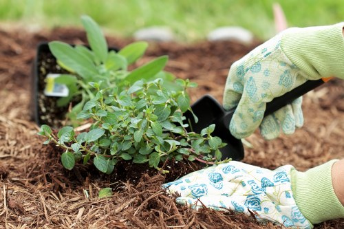 A person wearing gardening gloves is planting a small shrub into a prepared garden bed with rich, dark soil. The shrub has green, oval-shaped leaves and is surrounded by a layer of mulch or bark chips. In the background, there are other potted plants, indicating an ongoing garden planting activity. The scene is outdoors on a bright, possibly mild day, highlighting the process of garden preparation and planting which is typical in gardening services in areas near Seven Sisters, London. The image emphasizes careful planting techniques, soil condition, and healthy foliage, aligning with professional landscape gardening and lawn care services provided by Landscapers Seven Sisters. The garden space appears tidy and well-maintained, with a focus on creating a vibrant, natural outdoor environment suitable for further landscaping or garden improvement projects.