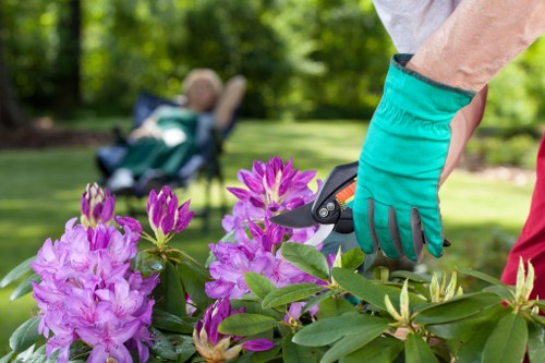 A close-up view of a gardener's gloved hand using a pair of pruning shears to trim vibrant pink and purple flowering azaleas in a well-maintained front garden. The garden features a neatly edged flower bed with lush green leaves and blooming azalea bushes, set against a backdrop of a green lawn and mature trees, creating a natural and inviting outdoor space. In the background, there is a blurred view of a garden chair and a stroller, indicating a family-friendly environment. The lighting suggests a bright, sunny day with clear weather, highlighting the vivid colours of the flowers and foliage. This scene exemplifies professional gardening and landscaping work, as provided by Landscapers Seven Sisters, with attention to detail in maintaining tidy flower beds and healthy plant growth, fitting within a typical residential garden in the UK near postcode SEV7 2, serving local community gardening needs.