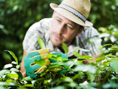 Local climate influences on garden maintenance