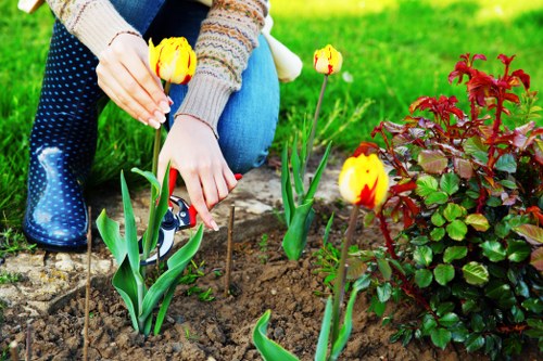 A person planting yellow and red tulips in a garden bed with dark, freshly turned soil, surrounded by a green lawn. The gardener is wearing a multicoloured striped sweater and blue jeans, kneeling on the grass while carefully placing the tulip bulbs into the soil. Nearby, a dense shrub with reddish-green leaves borders the flower bed, which is situated in an outdoor residential garden. The background features an evenly mowed lawn, indicating regular lawn maintenance, and the overall scene is illuminated by natural daylight, suggesting a clear weather day. This garden layout exemplifies typical landscaping and planting practices that professional garden services, such as those provided by Landscapers Seven Sisters, might carry out to enhance outdoor spaces in the local area, including the SE London postcode region.