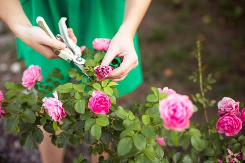 A close-up view of a person pruning a pink rose bush in a well-maintained garden. The individual is using a pruning shear to trim the plant's green stems and healthy flowers, which are vibrant pink with layered petals. The rose bush is situated in a landscaped garden with lush green leaves and several blooming roses, indicating active garden maintenance. In the background, visible soil and a green garden backdrop suggest a tidy, cultivated outdoor space. The scene is lit by natural daylight, creating a clear and detailed view of the garden elements, which aligns with gardening and landscaping services offered by Landscapers Seven Sisters, including shrub pruning and plant care, in the Seven Sisters area near postcode BN20.