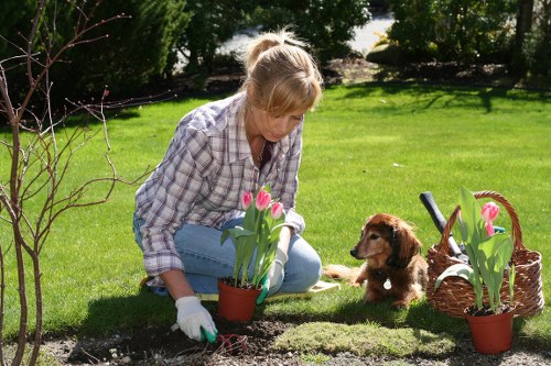 A woman crouching on a well-maintained lawn in a residential garden, planting tulips in a small flower bed bordered by soil and moss. The garden features lush green grass, a variety of shrubs and trees in the background, and a wicker basket containing additional tulip plants nearby. She is wearing a plaid shirt, blue jeans, and gardening gloves, with her blonde hair tied back. The scene is illuminated by natural daylight, with clear weather conditions. The garden layout includes a mix of grass, flowering plants, and shrubbery, demonstrating outdoor maintenance typical of professional garden care services in the Seven Sisters area. This setting highlights gardening activities such as planting and lawn care, supported by local landscapers.