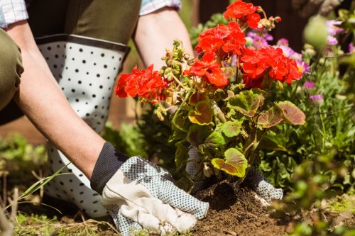 A gardener wearing gardening gloves is planting a vibrant red flowering plant into the soil of a well-maintained garden, with a lush green hedge and various flowering plants in the background. The garden features a mix of flower beds and lawn areas, with landscaped borders and a paved pathway visible nearby. The scene is outdoors on a bright, sunny day, indicative of typical outdoor garden maintenance in the UK, with the gardener engaging in planting activities. The surrounding environment includes a variety of foliage, contributing to a vibrant natural setting that supports gardening and landscaping services offered by Landscapers Seven Sisters, focusing on lawn care and garden enhancement within the local area. The overall layout reflects a neat, cultivated garden space designed for aesthetic appeal and outdoor enjoyment.