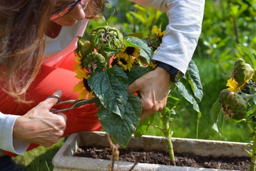 Seasonal lawn care tips and services